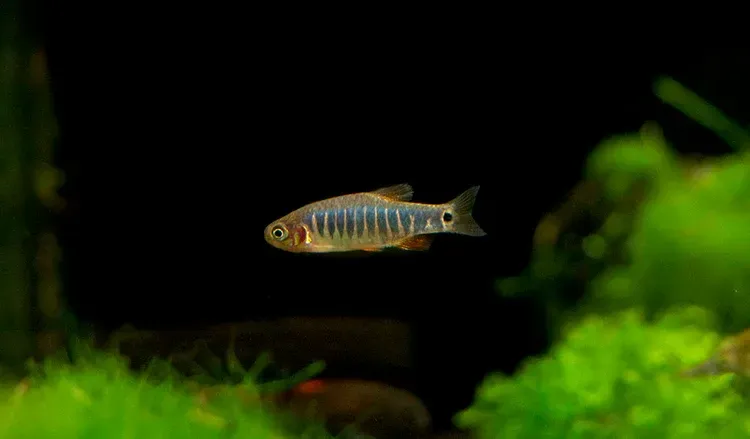 Imagem do Danio Esmeralda
